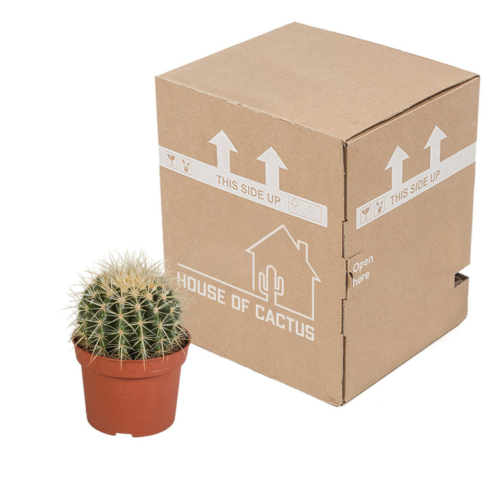 echinocactus-grusonii-12cm