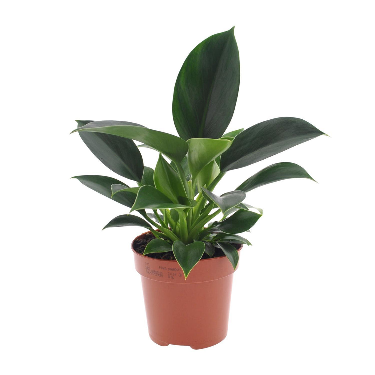 Philodendron Green Princess - ↕25cm