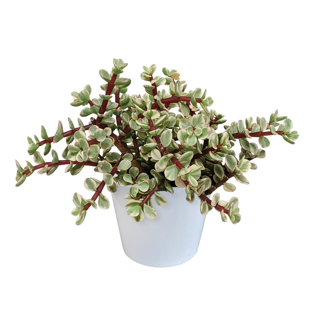 portulacaria-afra-variegata-10-5cm-in-witte-pot