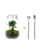 diy-terrarium-ficus-ginseng-bonsai-↕-28-cm-rake-shovel