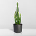 euphorbia-acrurensis-o24-60cm