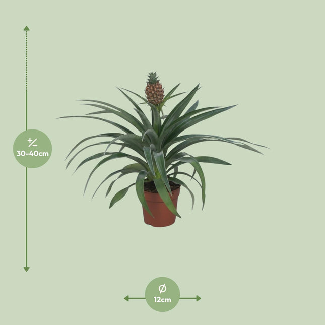 ananas-mi-amigo-o12cm-↕40cm
