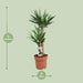 yucca-elephantipes-o21cm-↕80cm