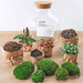 diy-terrarium-fat-joe-rood-↕-30-cm-normal