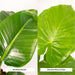 strelitzia-nicolai-85cm-o19cm-alocasia-macrorrhiza-70cm-o19cm-incl-mand-igmar