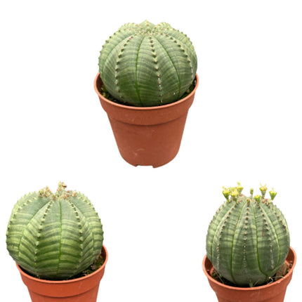 cactus-euphorbia-obesa-5-5cm-potten-6-9cm-hoog-3-stuks