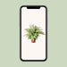 dieffenbachia-vesuvius-o27cm-↕80cm
