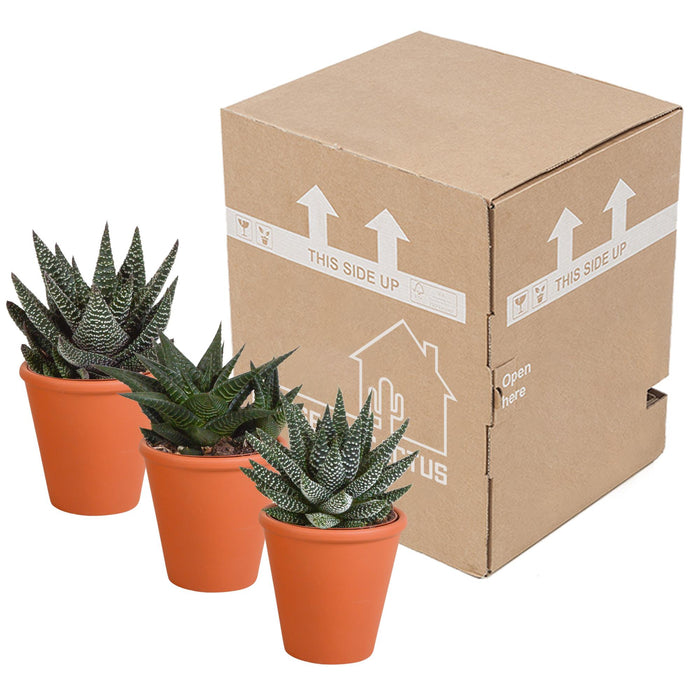 gasteria-haworthia-mix-8-5cm-3x-in-terracotta-pot