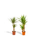 dracaena-70cm-o17cm-yucca-90cm-o17cm