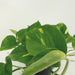 2x-epipremnum-aureum-scindapsus-25cm-o15