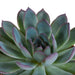 echeveria-mix-10-5-cm-3x-in-witte-pot