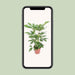 schefflera-actinophylla-amate-o24cm-↕100cm