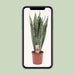 sansevieria-zeylanica-o17cm-↕70cm