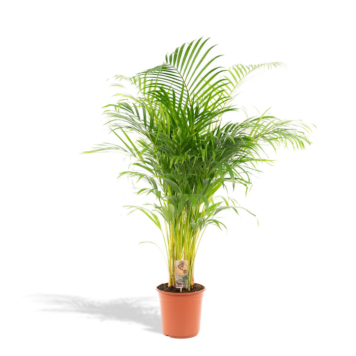 areca palm giftig katten Areca Palm (Dypsis Lutescens) - Goudpalm - ↕130cm