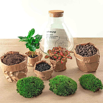 diy-terrarium-sammie-coffea-↕-27-cm-rake-shovel