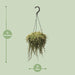 peperomia-prostrata-o14cm-↕38cm