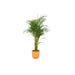 combi-deal-areca-palm-inclusief-elho-jazz-round-geel-o26-140-cm
