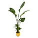 strelitzia-nicolai-inclusief-elho-vibes-fold-round-geel-100-cm-o18