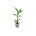 combi-deal-strelitzia-nicolai-inclusief-elho-jazz-round-lila-o23-130-cm