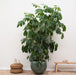 schefflera-amate-xl-250-cm-o50