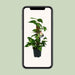 scindapsus-epipremnum-o15cm-↕50cm