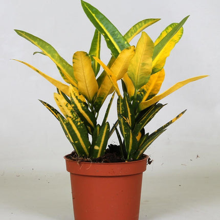 croton-sunny-star-o12-↕30