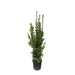 laurus-nobilis-struik-180-cm-o40