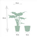 alocasia-cucullata-65cm-o19cm-mand-igmar