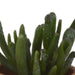 vetplanten-mix-5-5-cm-5x-in-terracotta-pot