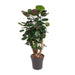 polyscias-fabian-o24cm-↕90cm