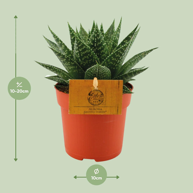 gasteria-hybride-aurora-o11cm-↕15cm