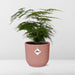 asparagus-setaceus-plumosus-in-elho-vibes-fold-14cm-roze