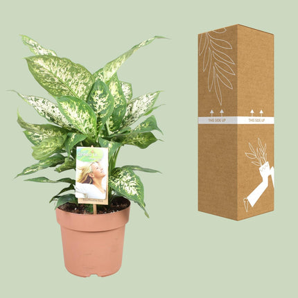 dieffenbachia-compacta-o17cm-↕45cm