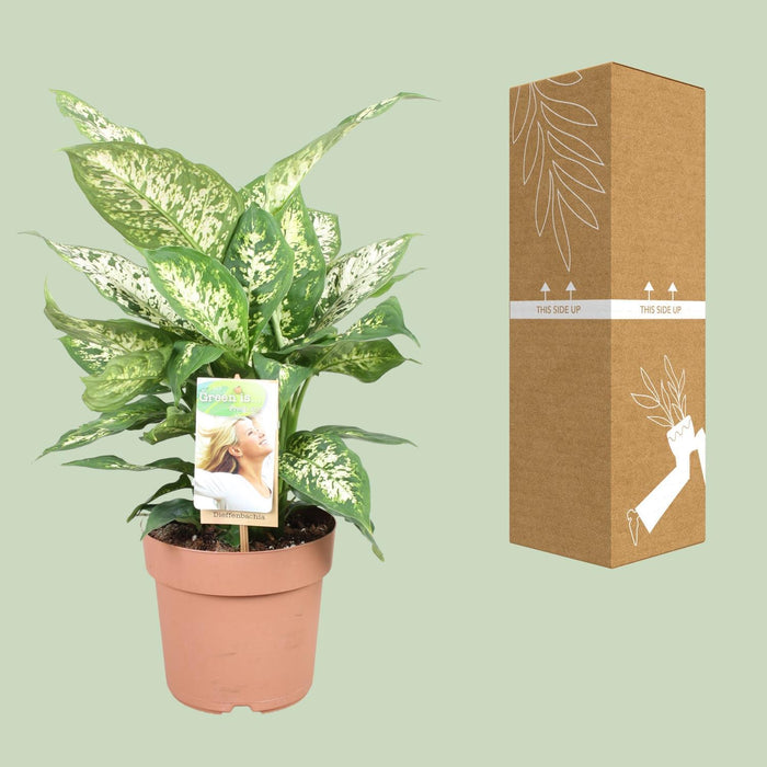 dieffenbachia-compacta-o17cm-↕45cm