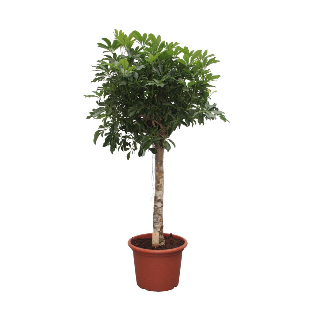 Schefflera Arboricola Compacta - ↕190cm