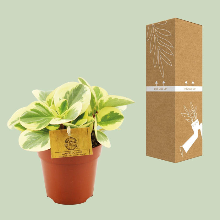 peperomia-obtipan-bicolor-o12cm-↕20cm