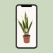 sansevieria-trifasciata-laurentii-o17cm-↕60cm