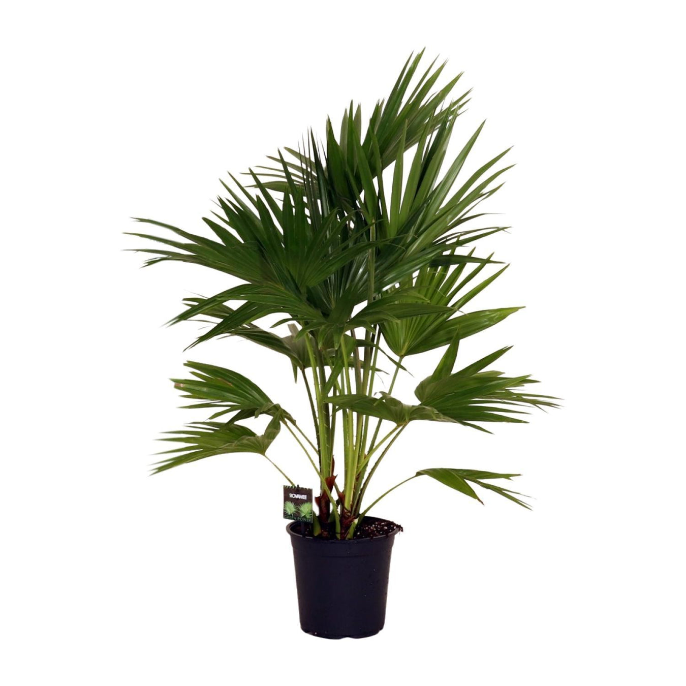 Livistona (Chinese Waaierpalm)