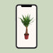 yucca-maya-tree-40stam-p21-o21cm-↕100cm
