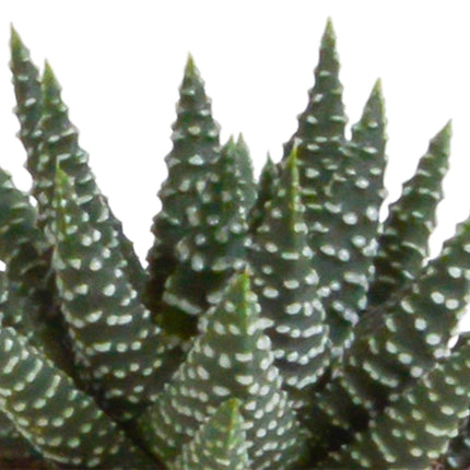 gasteria-haworthia-mix-5-5cm-5x-in-terracotta-pot