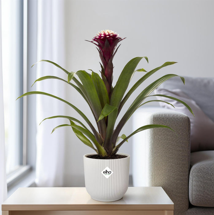 guzmania-fransesca-o12-↕45