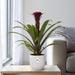 guzmania-fransesca-o12-↕45