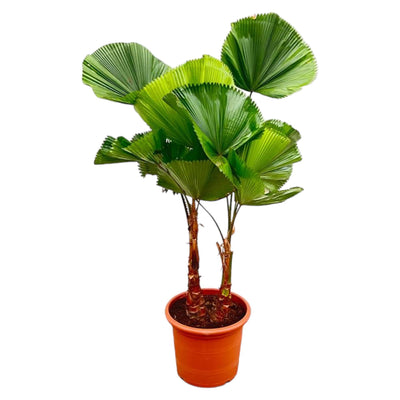 licuala-grandis-dubbele-stam-170cm-o45