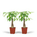 2x-pachira-aquatica-geldboom-50cm-o14