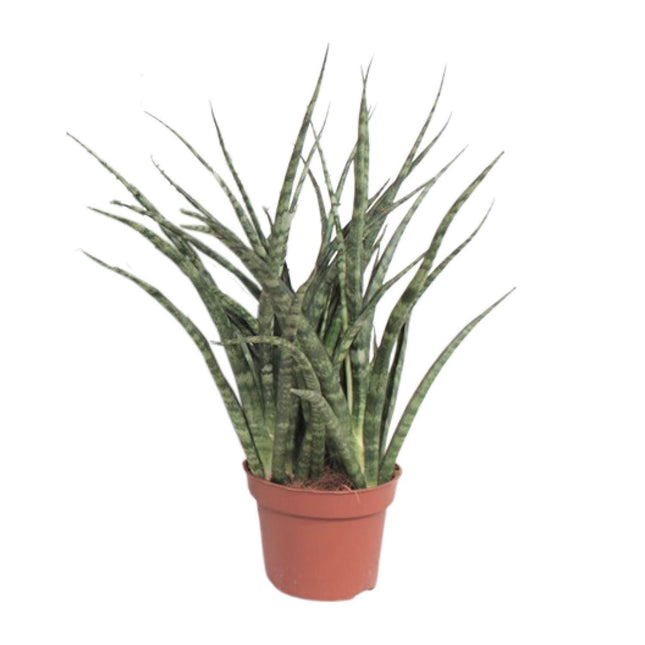 sansevieria-fernwood-punk-o12cm-↕35cm
