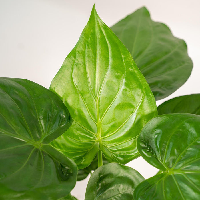 alocasia-cucullata-65cm-o19cm-mand-igmar