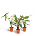 alocasia-zebrina-75cm-o19cm-alocasia-cucullata-60cm-o19cm-alocasia-lauterbachiana-75cm-o19cm