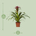 guzmania-nextara-o12-↕50