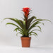 guzmania-hope-o12-↕40