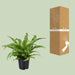 asplenium-antiquum-o17cm-↕45cm